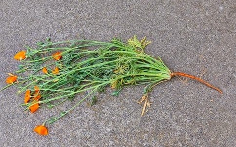 Nervozen USA Ingredients